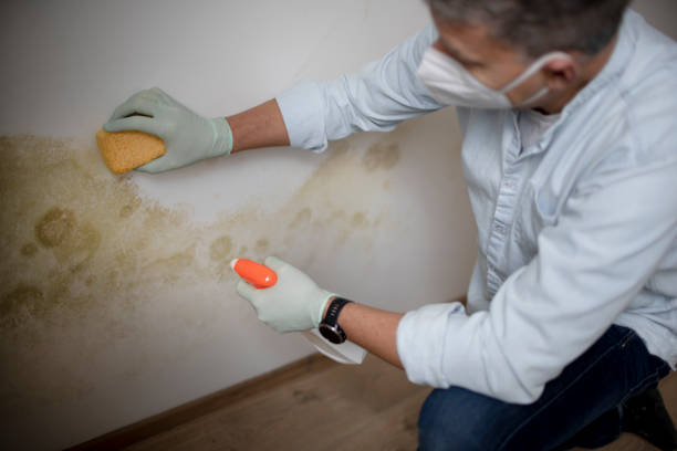 Best Industrial Mold Remediation in Carey, OH