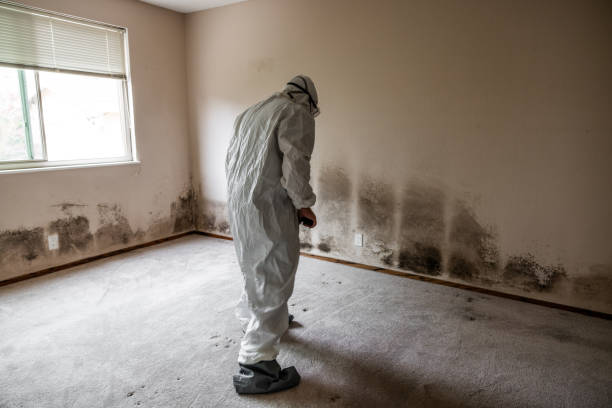 Best DIY Mold Remediation Support Services in Carey, OH