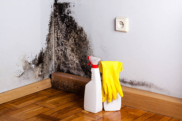 Best HVAC Mold Remediation in Carey, OH