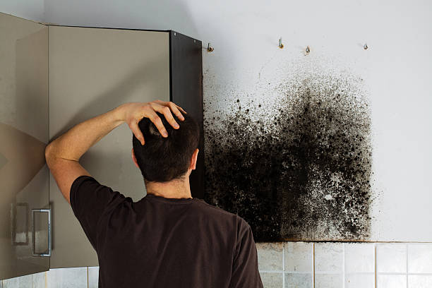 Best Preventive Mold Services in Carey, OH