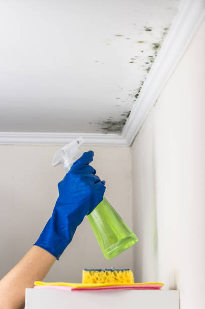 Best White Mold Remediation in Carey, OH